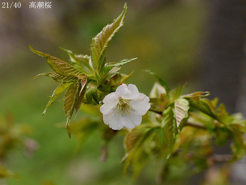 02-21高潮桜20250426-0490