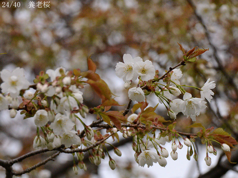 02-24養老桜20250426-0204