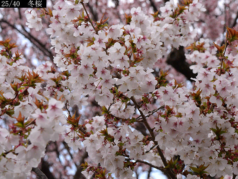 02-25冬桜20250426-0354