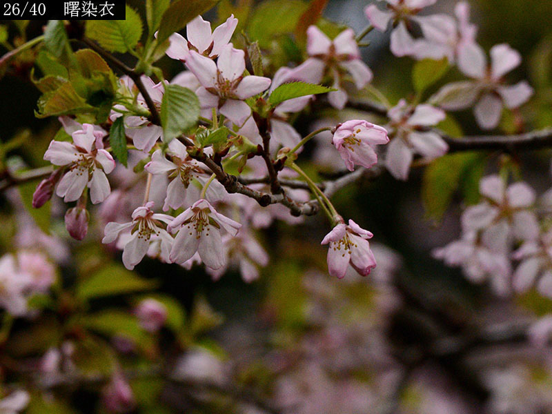 02-26曙染衣20250426-0438