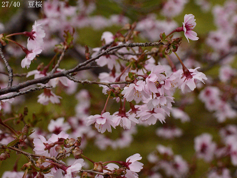 02-27豆桜20250426-0573