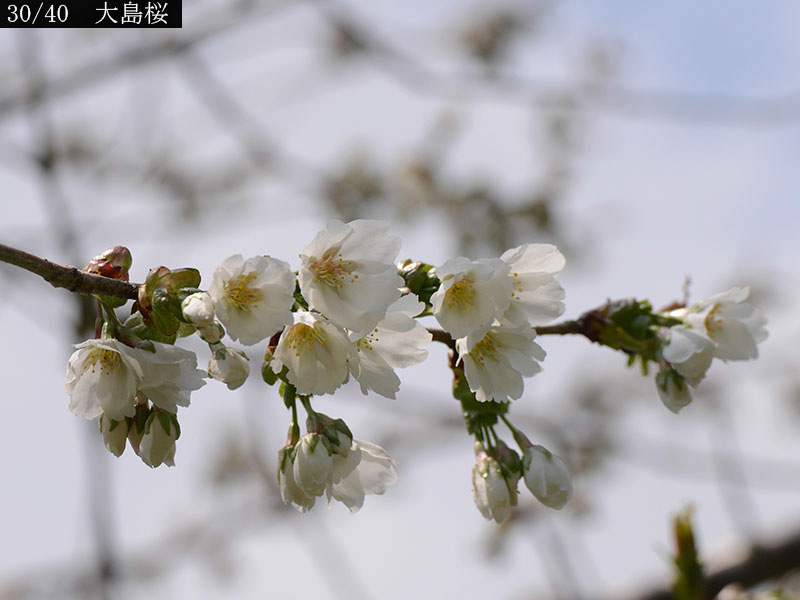 02-30大島桜20250426-0809