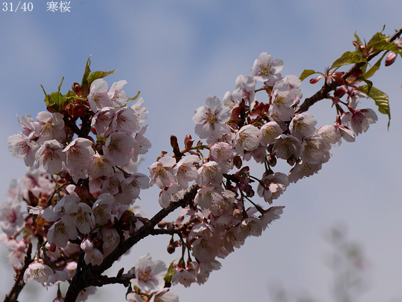 02-31寒桜20250426-0841