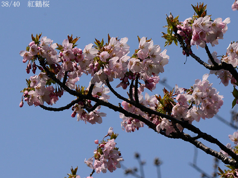 02-38紅鶴桜20250426-1067