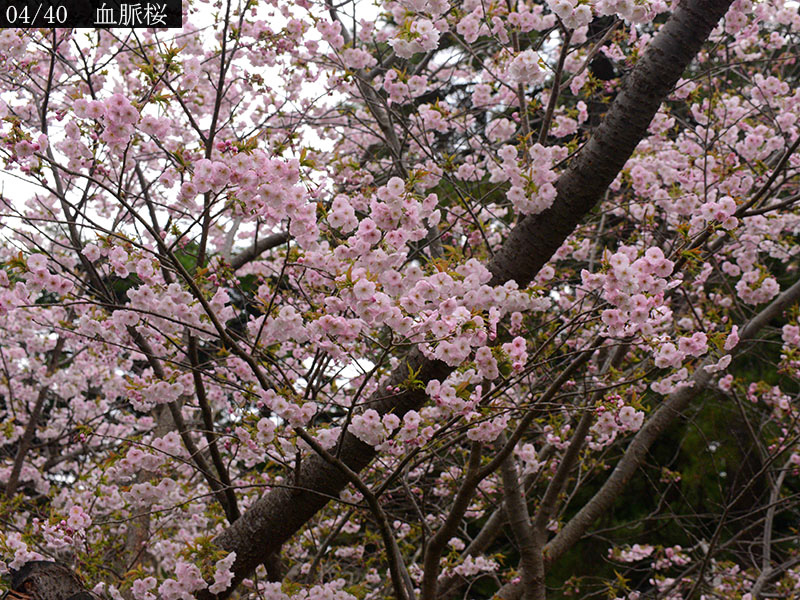 02-04血脈桜20250426-0252