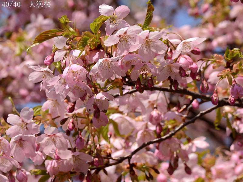 02-40大漁桜20250426-1248
