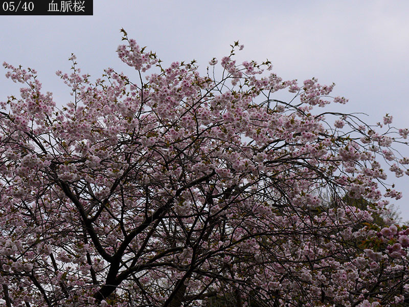 02-05血脈桜20250426-0280