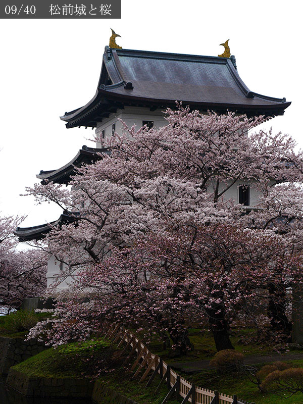 02-09松前城と桜20250426-0384