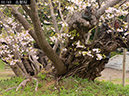 02-01血脈桜20250426-0251