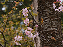02-10大山桜20250426-0718