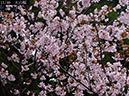 02-11大山桜20250426-0729
