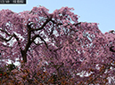 02-12枝垂桜20250426-0083