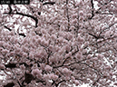 02-15染井吉野20250426-0166