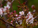 02-16千島桜20250426-0578