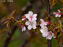 02-17千島桜20250426-0580