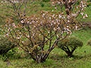 02-18千島桜20250426-0604