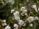 02-19翁桜20250426-0444