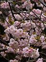 02-02血脈桜20250426-0258