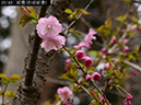 02-20紅豊（松前紅豊）20250426-0481