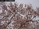 02-22金沢大学越後彼岸20250426-0524