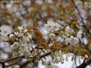 02-24養老桜20250426-0204