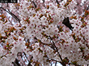 02-25冬桜20250426-0354