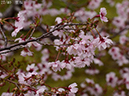 02-27豆桜20250426-0573