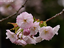 02-03血脈桜20250426-0267