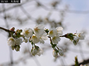 02-30大島桜20250426-0809
