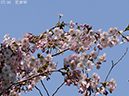 02-37花香琴20250426-1027