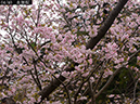 02-04血脈桜20250426-0252