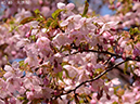 02-40大漁桜20250426-1248