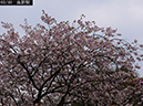 02-05血脈桜20250426-0280