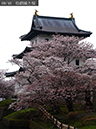 02-09松前城と桜20250426-0384