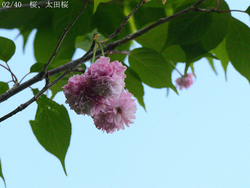 02-02太田桜20250504-0400