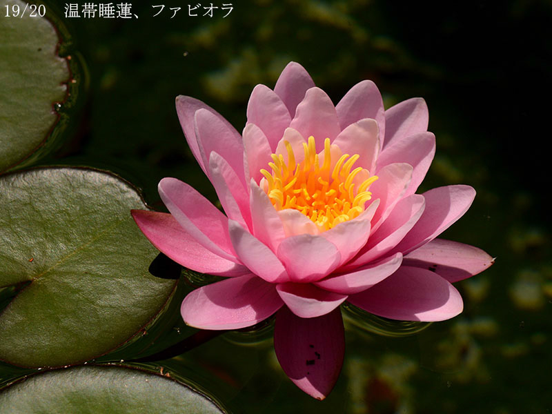 02-19温帯睡蓮、ファビオラ20250505-0306