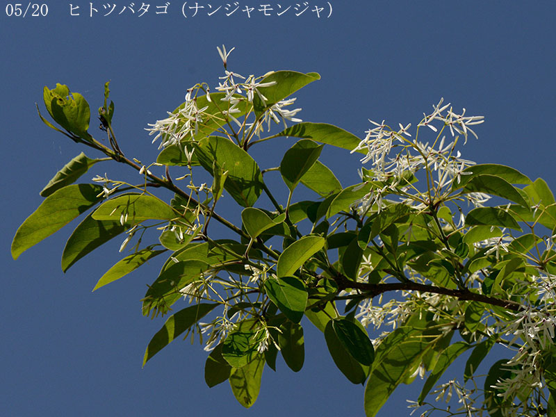 02-05ヒトツバタゴ20250505-0286