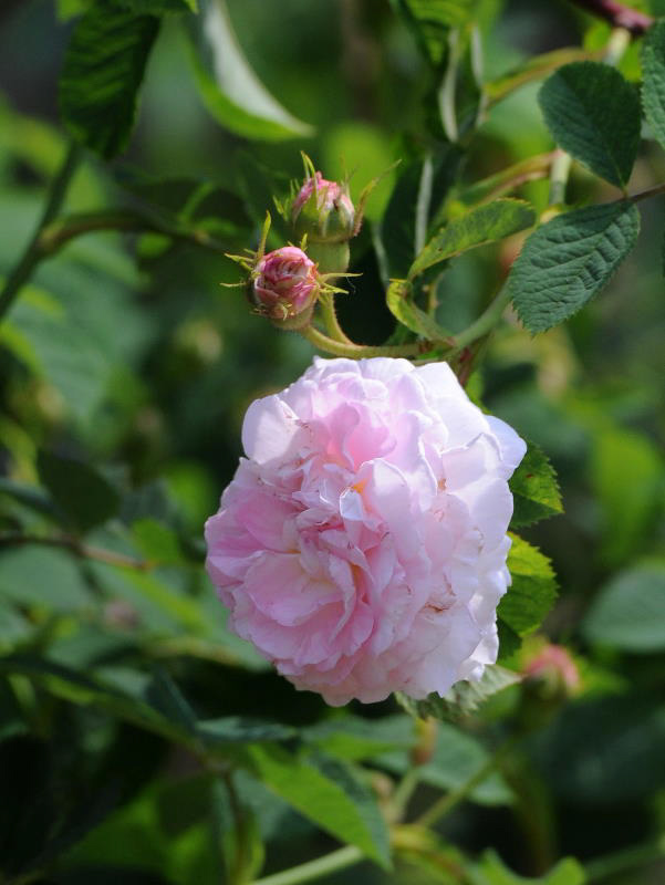 %_tempFileName006-20080524-0267%