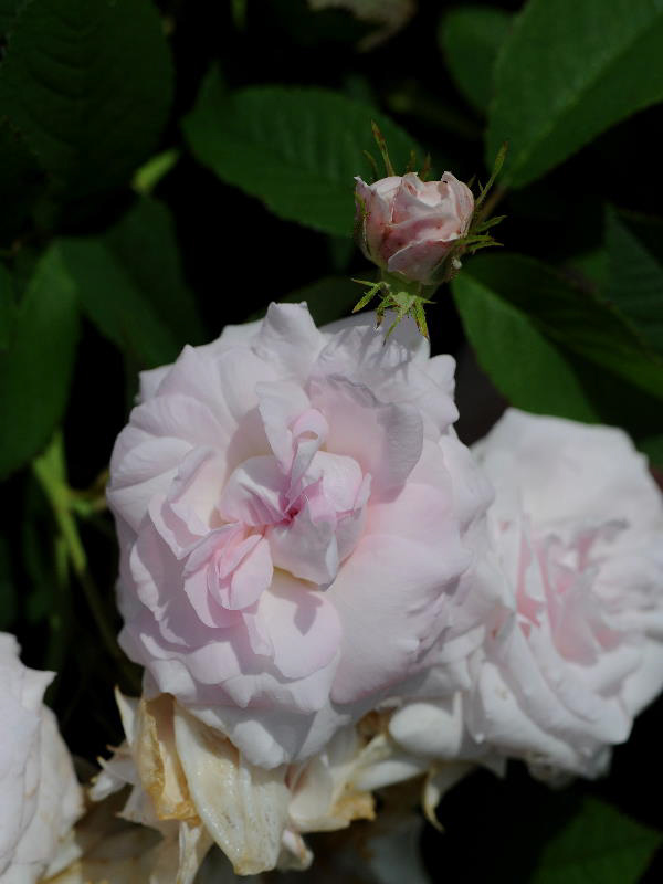 %_tempFileName009-20080601-0598%
