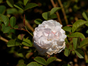 %_tempFileName001-20050605-0165%