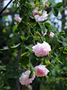 %_tempFileName007-20080524-0269%