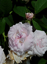 %_tempFileName009-20080601-0598%