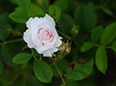 %_tempFileName012-20090516-0881%