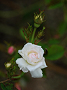 %_tempFileName013-20090516-0882%