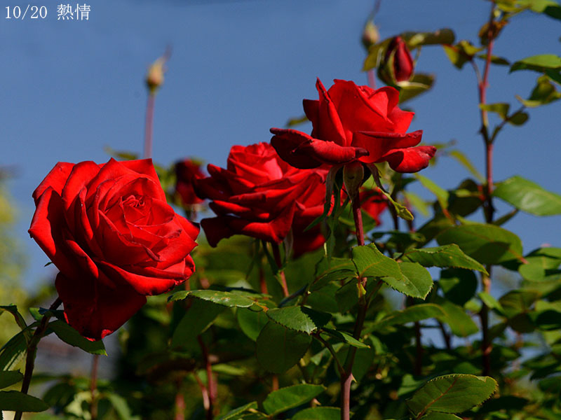 200-010-熱情20251024-0270