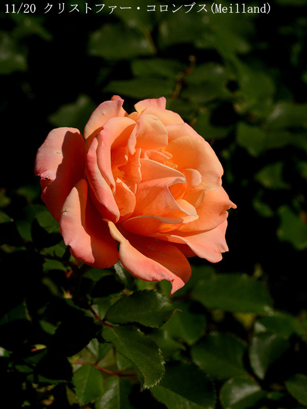 200-011-クリストファー・コロンブス(Meilland)20251024-0276