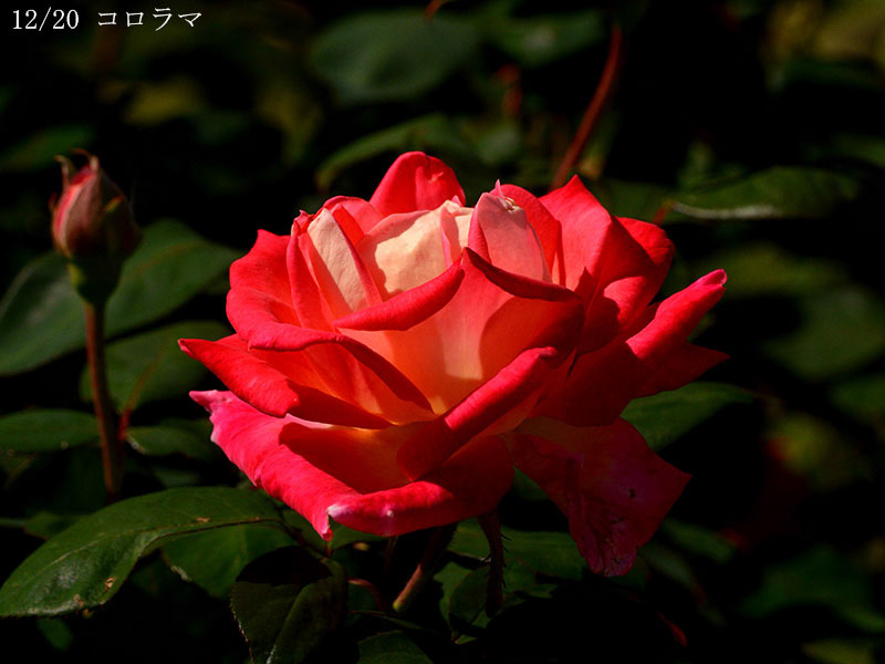 200-012-コロラマ20251024-0305