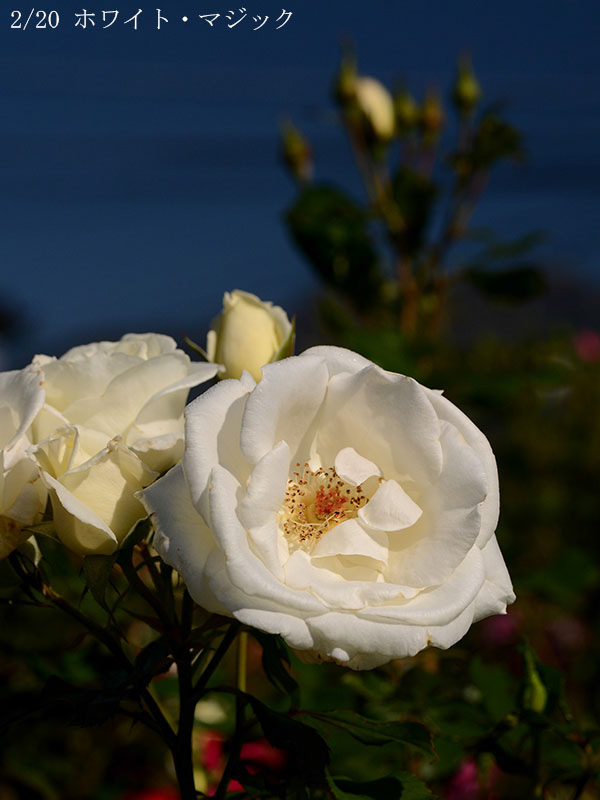 200-002-ホワイト・マジック20251024-0063