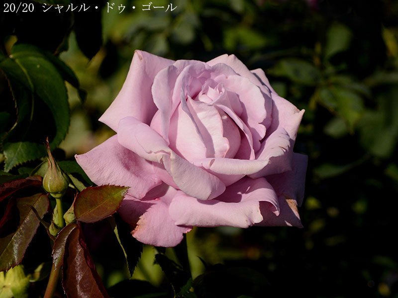 200-020-シャルル・ドゥ・ゴール20251024-0480