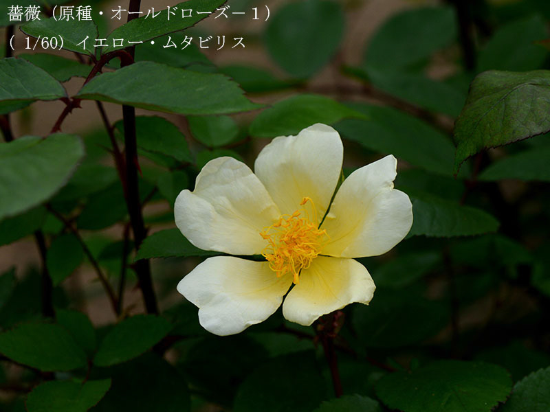 %_tempFileName001-r0623-20260429-0106%